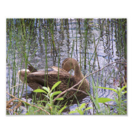 Vorgeburt unter den Rushes. Fotodruck