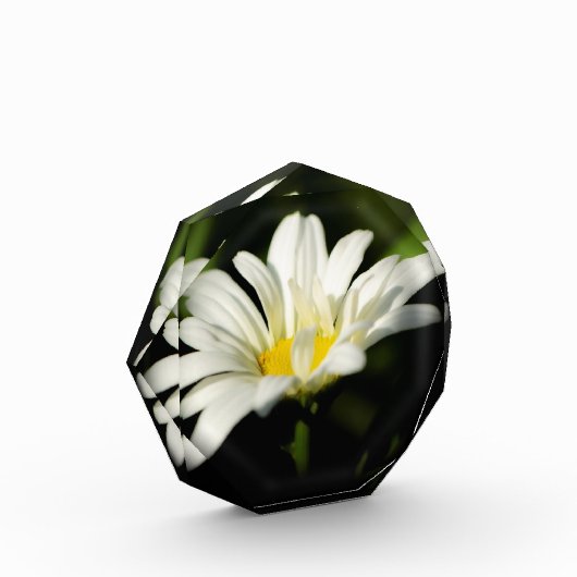 Vorlage für achteckige Fotos (Links)