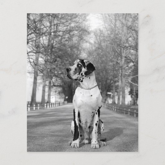 Vorlage für den Hund-Flyer Flyer (Hinten)