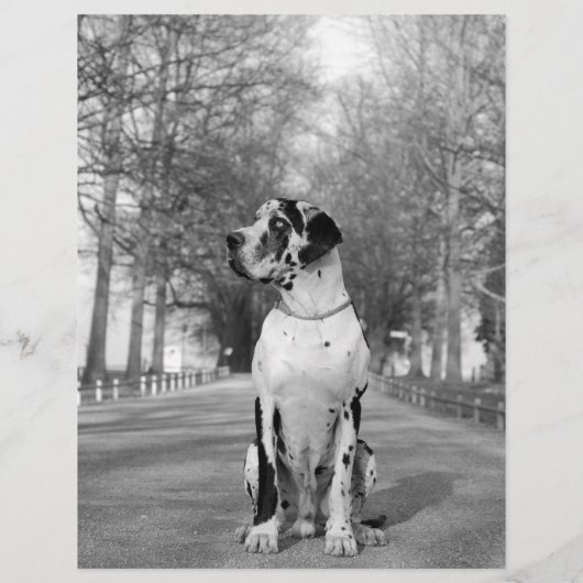 Vorlage für den Hund-Flyer Flyer (Hinten)