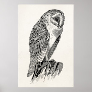 Vorlage für die Vintage Screech Owl Bird-Illustrat Poster