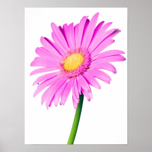 Vorlage für lila, rosa Daisy-Daten Poster (Vorne)