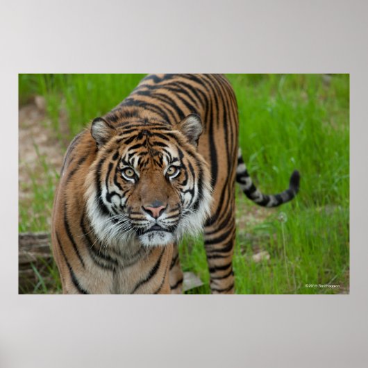 Vorlage Poster (Vorne)