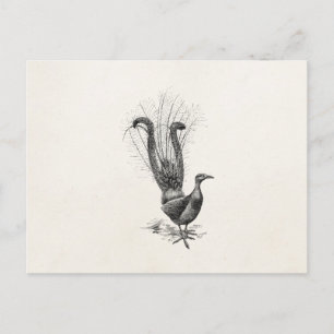 Vorlage zur Vintagen Lyre Bird Lyrebird-Illustrati Postkarte