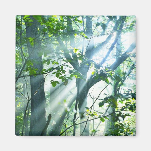 Vormittag im Wald Magnet (Vorne)