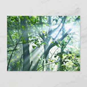 Vormittag im Wald Postkarte