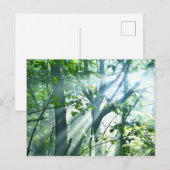 Vormittag im Wald Postkarte (Vorne/Hinten)