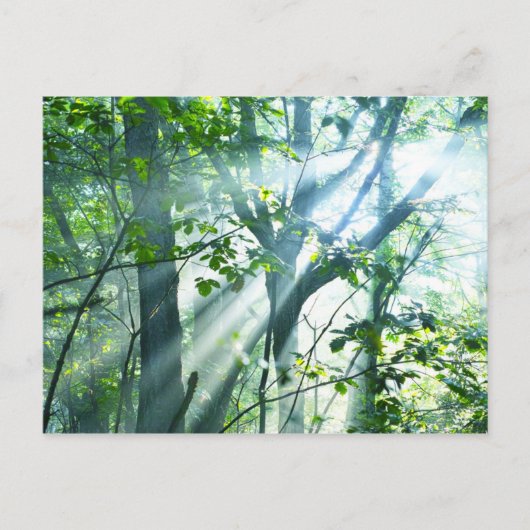 Vormittag im Wald Postkarte (Vorderseite)