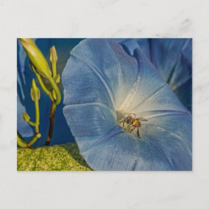 Vormittagskarte und Honigbienenkarten Postkarte