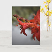 Vormittagskuppe, Karte (Gelbe Blume)