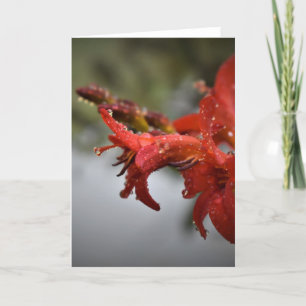 Vormittagskuppe, Karte