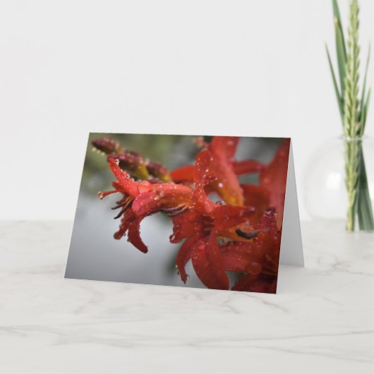 Vormittagskuppe, Karte (Vorderseite)