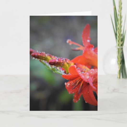 Vormittagskuppe, Karte (Vorderseite)