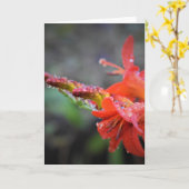 Vormittagskuppe, Karte (Gelbe Blume)