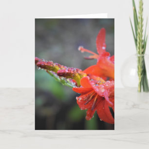 Vormittagskuppe, Karte