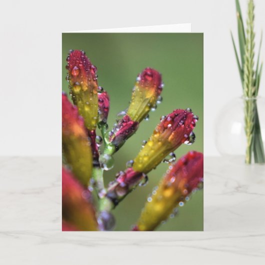 Vormittagskuppe, Karte (Vorderseite)