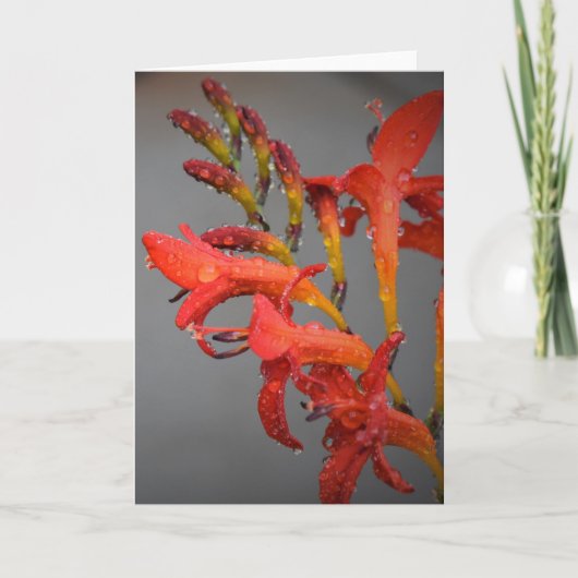 Vormittagskuppe, Karte (Vorderseite)