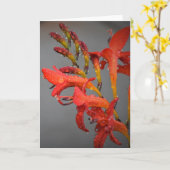 Vormittagskuppe, Karte (Gelbe Blume)