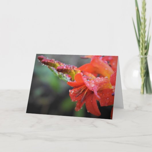 Vormittagskuppe, Karte (Vorderseite)