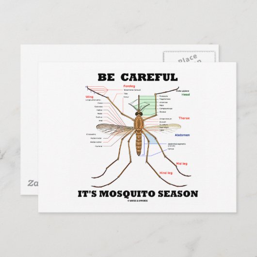 Vorsicht, es ist Moskitosaison (Moskito-Anatomie) Postkarte (Vorne/Hinten)