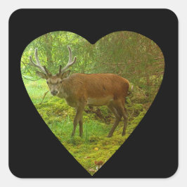 vorsichtig Red Deer Stag Quadratischer Aufkleber