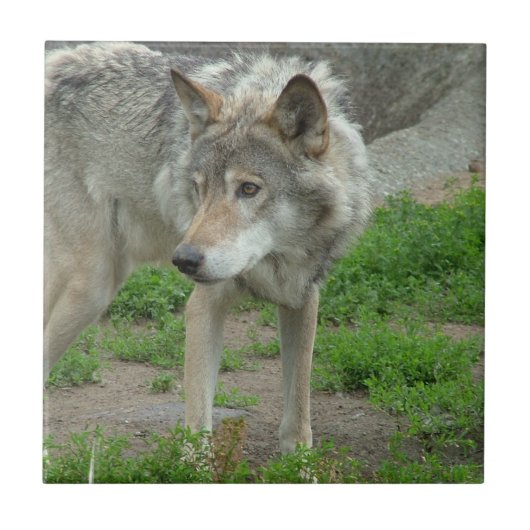 Vorsichtige Wolf-Fliese Fliese (Vorderseite)