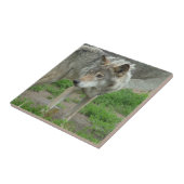 Vorsichtige Wolf-Fliese Fliese (Seite)