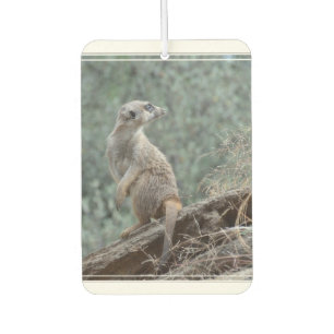 Vorsichtiges Meerkat Autolufterfrischer