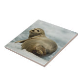 vorsichtiges Siegel Fliese (Seite)