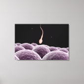 Vorstellung der Fertilisation Leinwanddruck (Vorderseite)