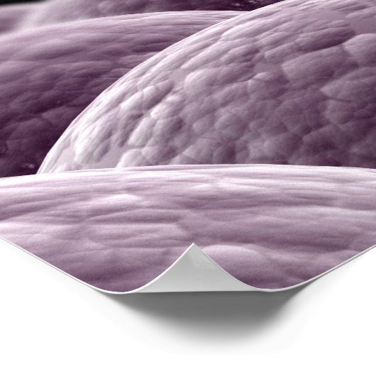 Vorstellung der Fertilisation Poster (Ecke)