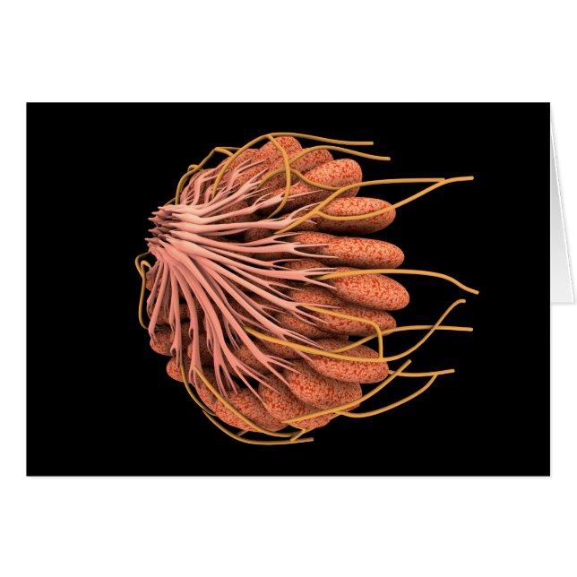 Vorstellung der weiblichen Brustanatomie (Vorderseite (Horizontal))