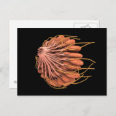 Vorstellung der weiblichen Brustanatomie Postkarte (Vorne/Hinten)