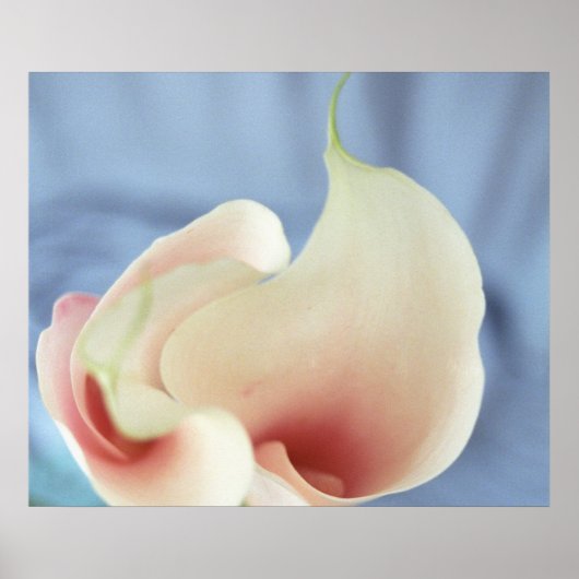 Vortex White Calla Lilies Art Print Poster Foto (Vorne)