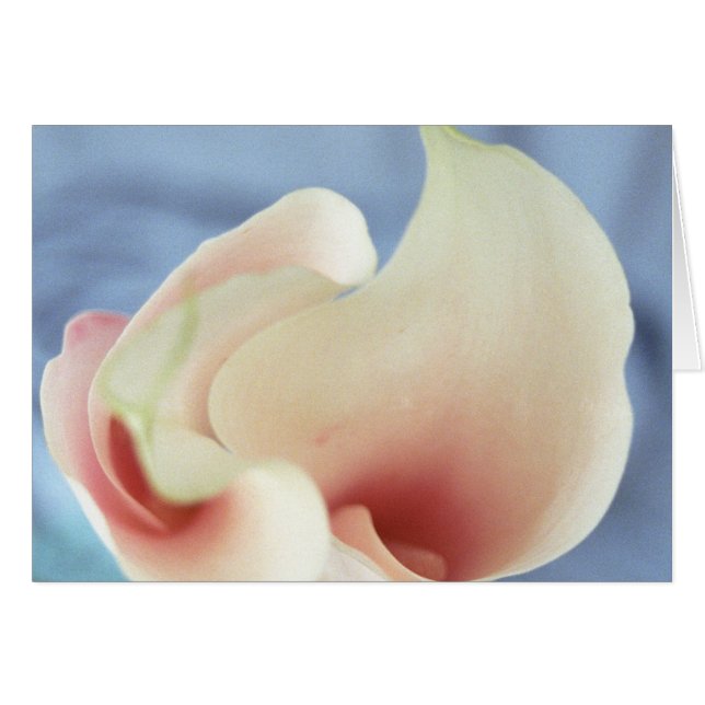 Vortex White Calla Lily Art Grußkarten (Vorderseite (Horizontal))
