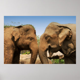 Vortrag von Elefanten in Chiang Mai Thailand Poster