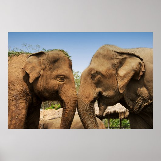 Vortrag von Elefanten in Chiang Mai Thailand Poster (Vorne)