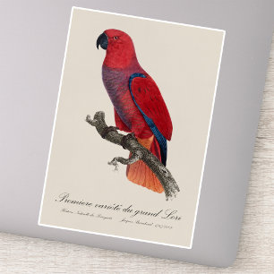 Vosmaer-Edelpapagei, Eclectus roratus vosmaeri Aufkleber