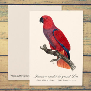 Vosmaer-Edelpapagei, Eclectus roratus vosmaeri Dankeskarte