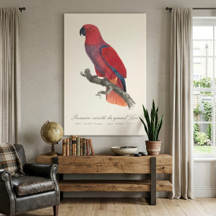 Vosmaer-Edelpapagei, Eclectus roratus vosmaeri Leinwanddruck