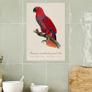 Vosmaer-Edelpapagei, Eclectus roratus vosmaeri Poster
