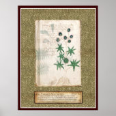 Voynich Plate 12 Poster (Vorne)
