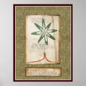 Voynich Plate 13 Poster (Vorne)