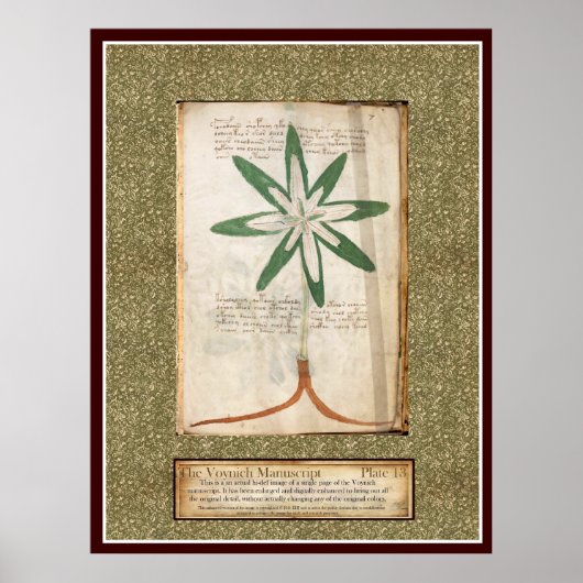 Voynich Plate 13 Poster (Vorne)