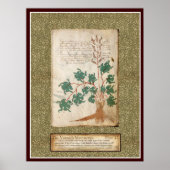 Voynich Plate 17 Poster (Vorne)