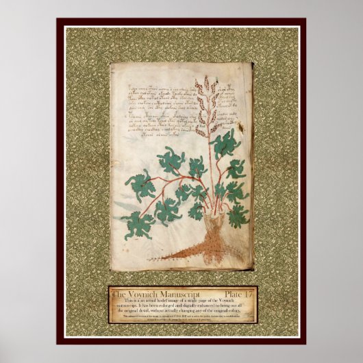 Voynich Plate 17 Poster (Vorne)