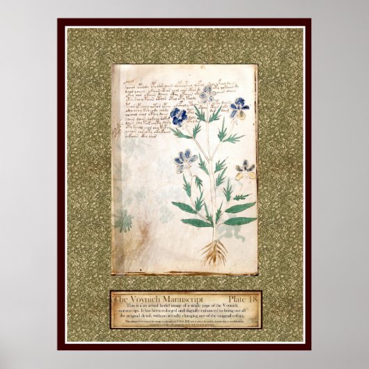 Voynich Plate 18 Poster (Vorne)