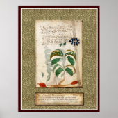 Voynich Plate 19 Poster (Vorne)