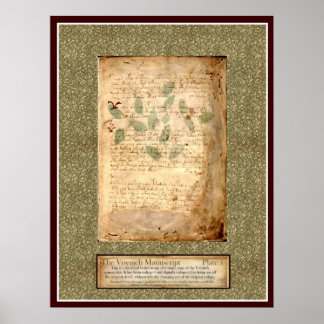 Voynich Plate 1 - Botanische Illustration Poster