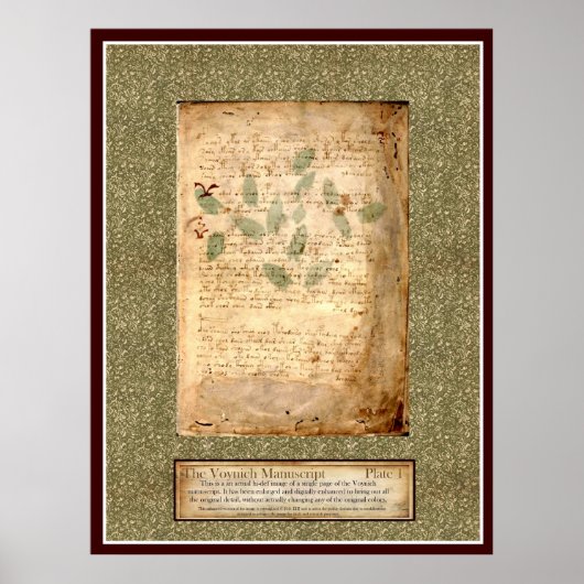 Voynich Plate 1 - Botanische Illustration Poster (Vorne)